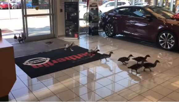 Mamá pato y sus crías invaden una tienda de autos y se vuelven viral en redes sociales. (Foto: video US Marine).