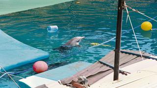 Piden modificar ley que permite cautiverio de los delfines