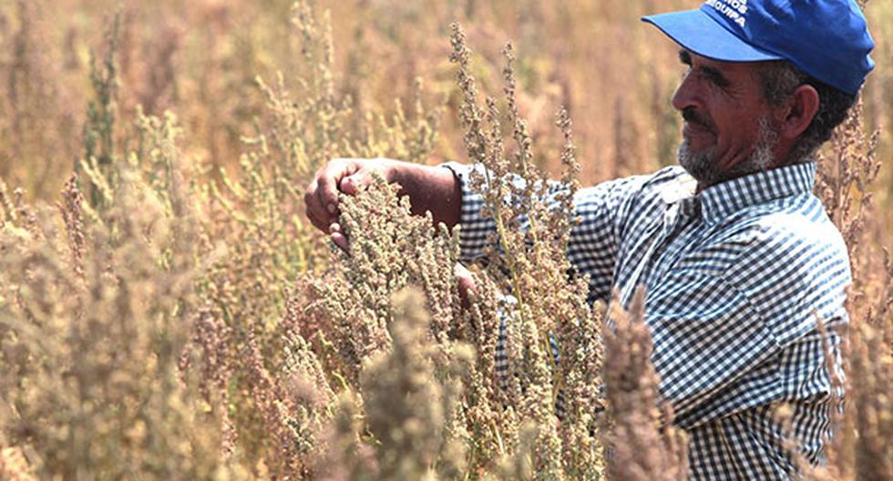 Perú se consolida como el primer productor de quinua en el mundo. (Foto: Andina)