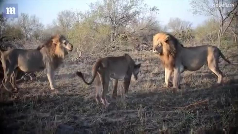 YouTube | El impactante enfrentamiento de leones para quedarse con una  presa | Sudáfrica | Viral | Yt | Yutube | Video | Fotos | REDES-SOCIALES |  EL COMERCIO PERÚ