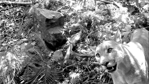 Varias especies de felinos, como este puma, han sido identificadas en el refugio de vida silvestre Laquipampa. Foto: SBC Perú.