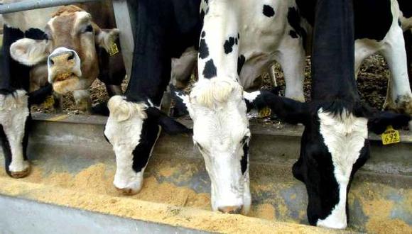 La empresa tiene un establo en Huaral de donde obtiene la leche que venden.