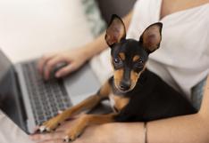 Cyber Wufmart: descuentos de hasta el 70 % para todos los amantes de las mascotas