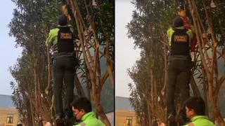 Barranco: policía rescata a gata que quedó atrapada en un árbol de la comisaría