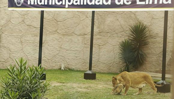 Los felinos están entre las principales atracciones del Parque de las Leyendas. (Foto: Municipalidad de Lima)