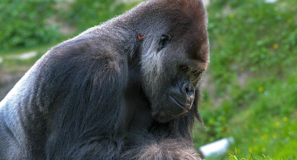 La instantánea fue capturada por los guardabosques del parque nacional Virunga de la República Democrática del Congo (Foto: Pixabay)