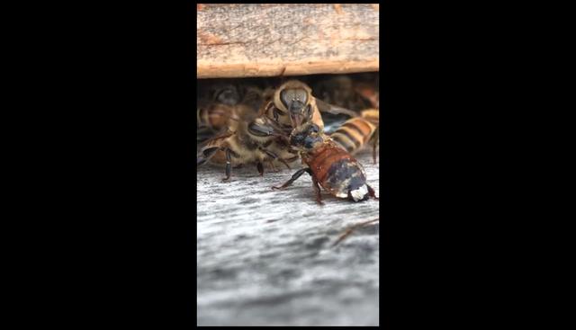 Unas abejas se apresuran a limpiar a una compañera que se cayó a un depósito de miel. (YouTube | ViralHog)
