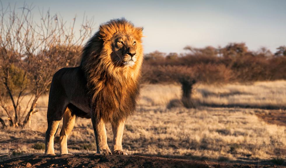Cada 10 de agosto se conmemora el Día Mundial del León, pues este gran felino se encuentra en peligro de extinción. Asimismo, en esta fecha se conmemora a la muerte del león ‘Cecil’ a manos de un cazador estadounidense en Zimbabue, en 2015. (Foto: Shutterstock).