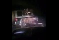 YouTube: detienen a hombres que intentaron violar a oso tras atropellarlo en Rusia | VIDEO