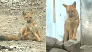 Comas: el zorro ‘Run Run’ escapó de señuelo, continúa libre y podría ser llevado al zoológico de Huachipa [VIDEO]