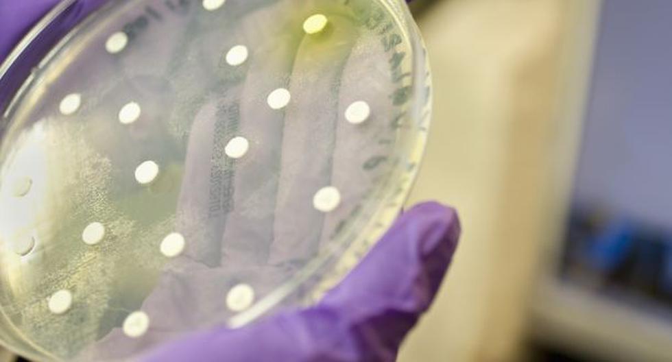 ¿Una bacteria que es capaz de comer el plástico? Es conocida como la Ideonella sakaiensis y tiene la función de poder destruir varios elementos de látex. (Foto: Thinkstock)