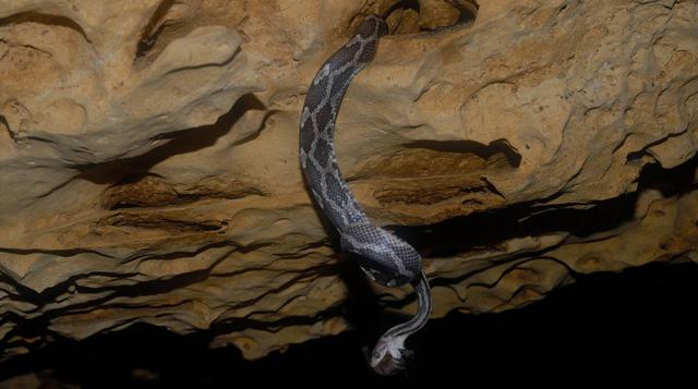 Una cueva donde las serpientes cuelgan sobre tu cabeza - 1