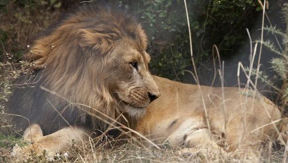 El león abisinio amenazado por la destrucción de su hábitat