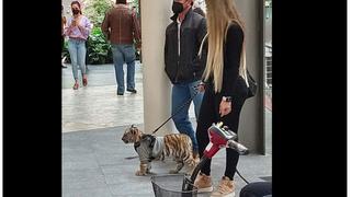 Mujer pasea a un cachorro de tigre en un centro comercial de México