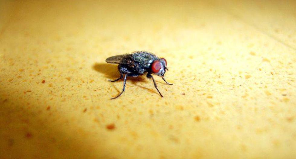 Las moscas que nacieron en el espacio fueron más vulnerables que las de la Tierra. (Foto: orangeacid/Flickr)
