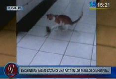 Pucallpa: Hallan gato cazando a rata dentro de hospital (VIDEO)