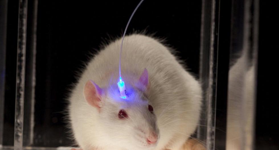 La exposición constante a luz artificial puede traer consecuencias negativas, según un estudio realizado en ratones. ¿Qué opinas? (Foto: Getty Images / Referencial)
