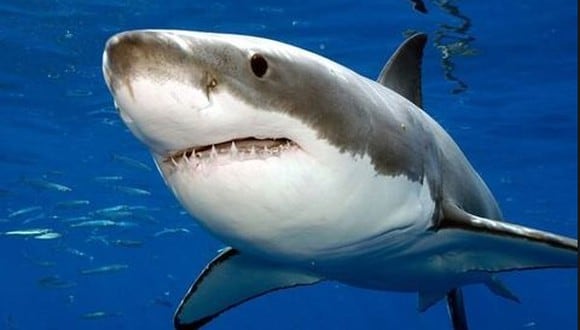 Imagen referencial de tiburón blanco. (Foto: archivo)