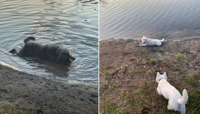 Una mujer de Estados Unidos llevó a sus tres perros a un estanque para jugar. En cuestión de horas, sus cachorros murieron por algas tóxicas. (Facebook | Melissa Martin)