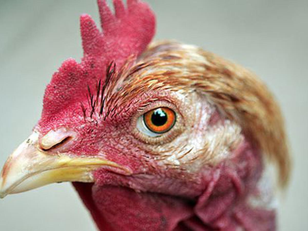 Conoce a Mike, el pollo que vivió un año y medio sin cabeza | TECNOLOGIA |  EL COMERCIO PERÚ