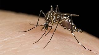 Fallecimiento de una mujer eleva a tres las muertes por dengue en Argentina