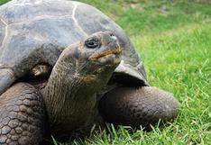 El Parque de las Leyendas agasajó a sus 68 tortugas por el día mundial de este reptil
