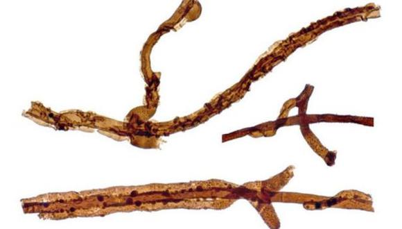 Así se ve el organismo de tierra más antiguo jamás encontrado