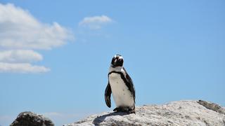 Un pingüino ingirió una mascarilla N95 y fue hallado muerto en Brasil