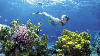 Unesco podría declarar en peligro la Gran Barrera de Coral