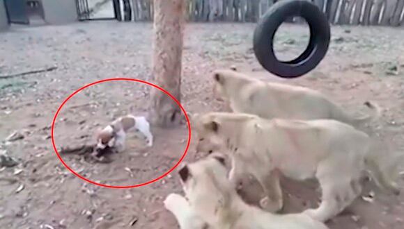 Así fue como este cachorro defendió su comida con mucha valentía ante estos fieros animales. | Facebook