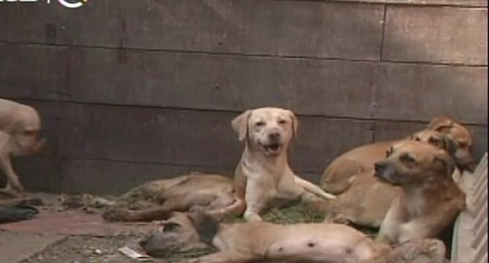 Así fueron encontrados los canes en La Victoria. (Foto: TVPerú)