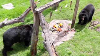 Junín: zoológico “Cerrito de la Libertad” abre sus puertas a los visitantes con un aforo de 40%