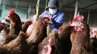 Venezuela: El chavismo recomienda criar pollos en las casas
