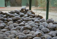 La odisea de las tortugas hicoteas: son los animales más traficados durante la Semana Santa en Colombia