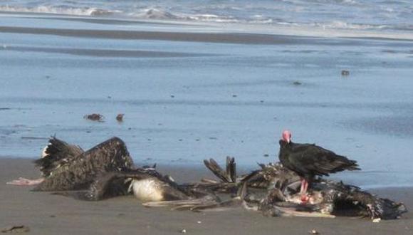 Aves en el litoral mueren por la falta de anchoveta