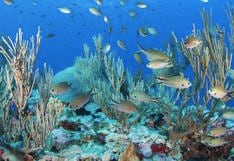 Bajos del Norte, los retos de proteger una nueva área marina en México
