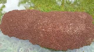 [BBC] Así son las 'balsas' de hormigas que flotan por las calles inundadas de Houston