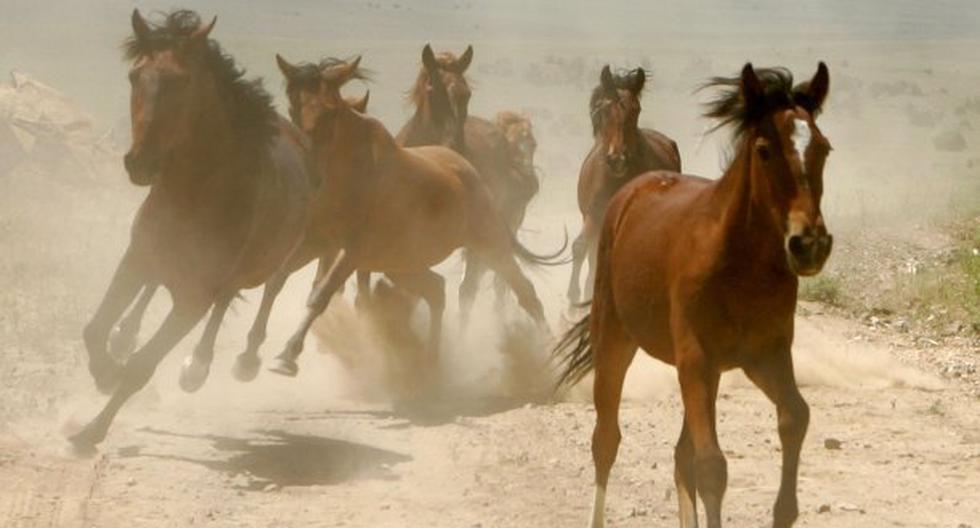 Ponte a prueba: Intenta resolver el acertijo de los 35 caballos. (Foto: Getty Images)