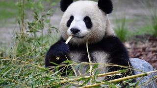 Una osa panda da a luz unos gemelos en el zoo de Berlín