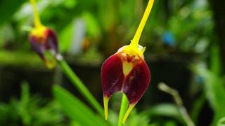 La ruta de las orquídeas: belleza de Moyobamba hacia Amazonas