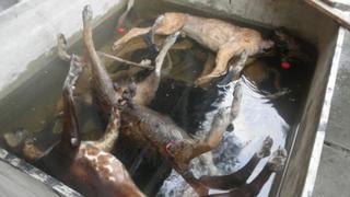 Piura: la fiscalía espera denuncias de dueños de perros hallados muertos en universidad