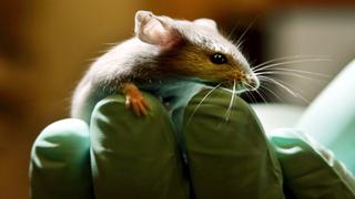 Logran revertir la pérdida de memoria en ratones con Alzheimer