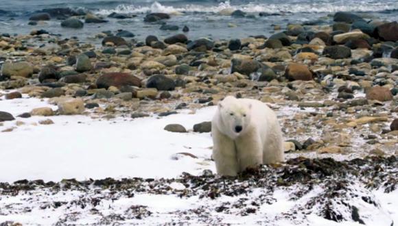 Google Maps busca evitar la extinción de los osos polares