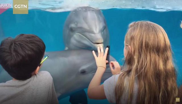 Esta señorita se hizo viral en Facebook luego de que se comunique de manera increíble con un delfín. | Facebook