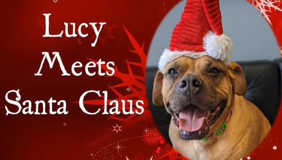 'Lucy', la perrita que le pidió a Santa Claus encontrar un nuevo hogar en Navidad | Facebook / Pennsylvania SPCA