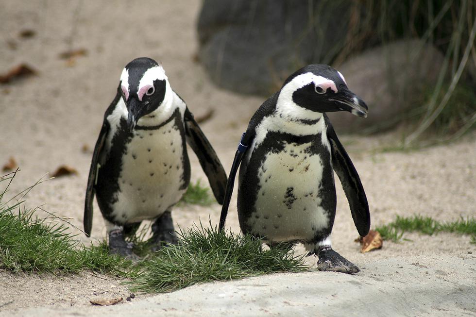 Una pareja gay de pingüinos roba un huevo para poder ser padres. Su historia es viral en Facebook. (Pixabay)