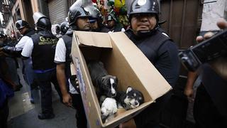 Rescatan a cachorros que iban a ser vendidos en Jr. Ayacucho