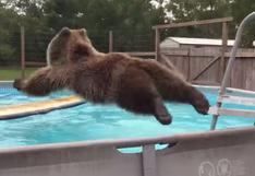 Bruiser, el oso clavadista que es sensación en Internet | VIDEO