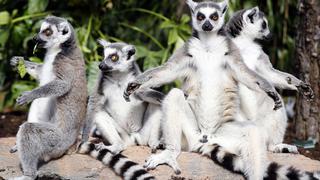 ¿Por qué el cambio climático es la nueva amenaza sobre los lémures de Madagascar?