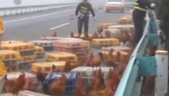 Dos mil gallinas bloquearon una autopista en China